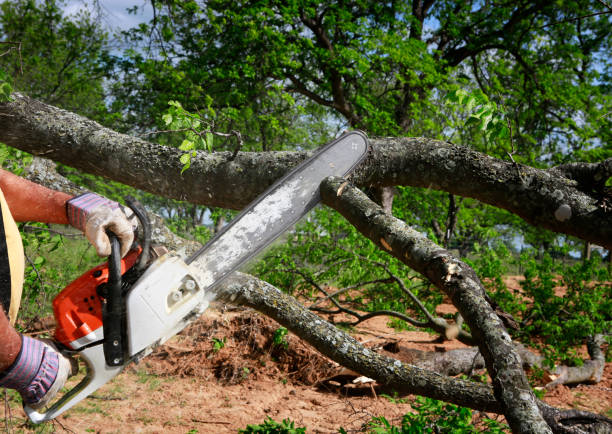 Best Hazardous Tree Removal  in Hartville, OH